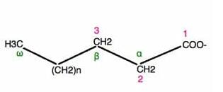 脂肪酸的（介紹，結構，類型）