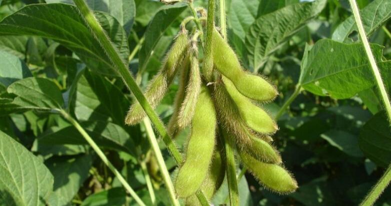 甘氨酸的（簡介，健康益處）
